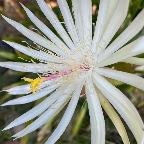 Meet your Posher, Lea - Picture 2 of 12